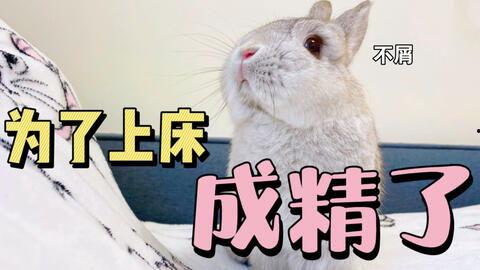 吃瓜的兔姬,揭秘娱乐圈幕后故事